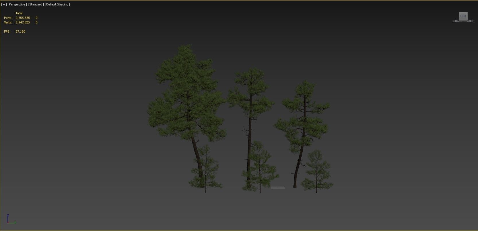 Pinus Brutia -Turkish Pines bundle - V-RAY 3D model_16