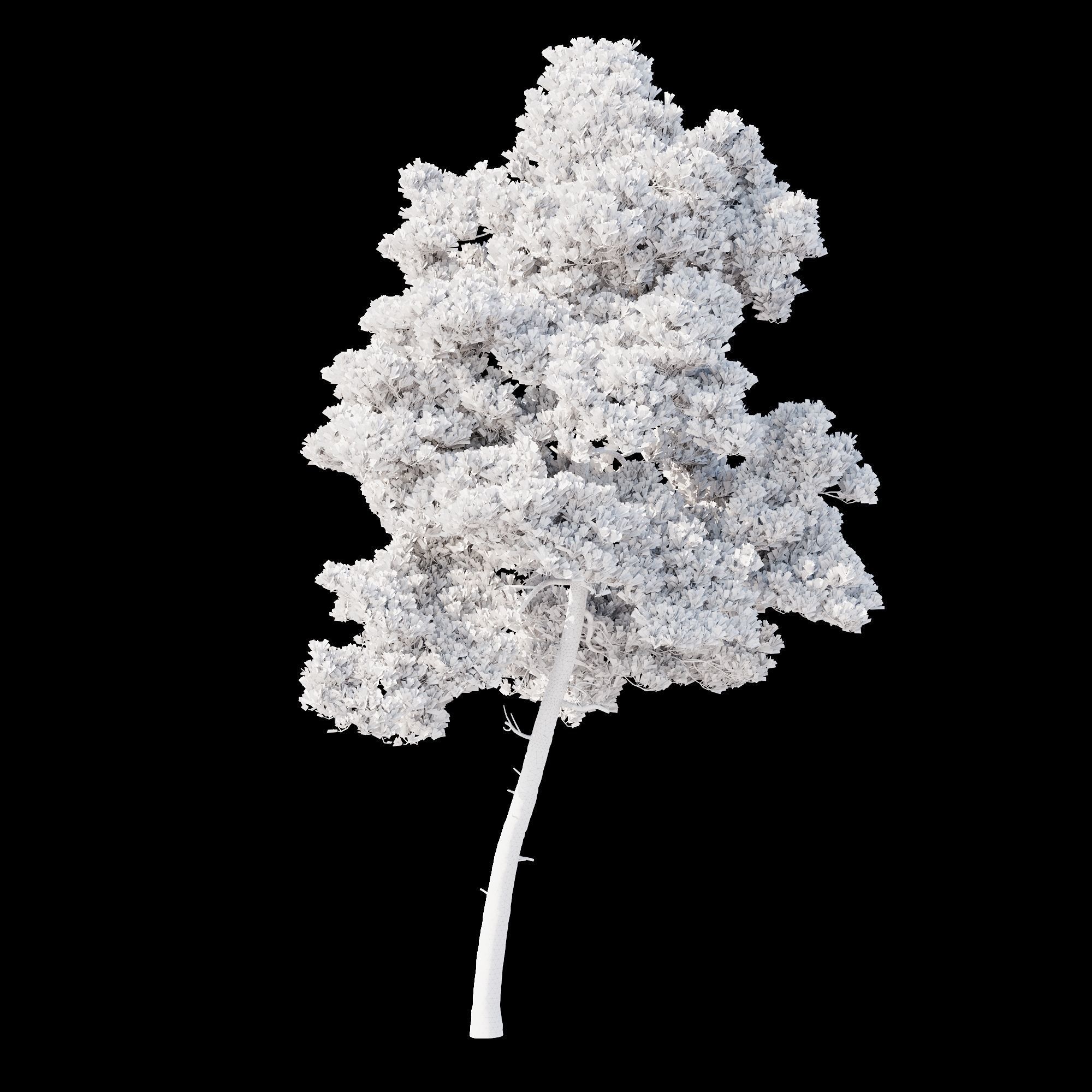 Pinus Brutia -Turkish Pines bundle - V-RAY 3D model_6