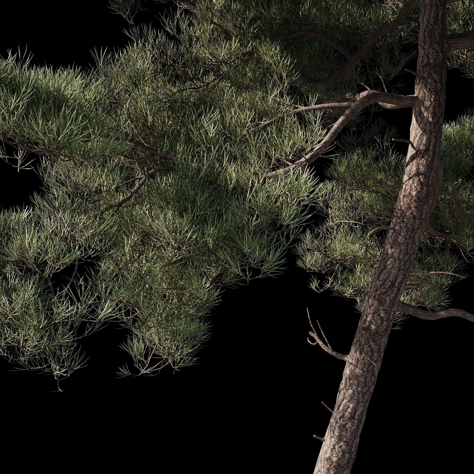 Pinus Brutia -Turkish Pines bundle - V-RAY 3D model_3