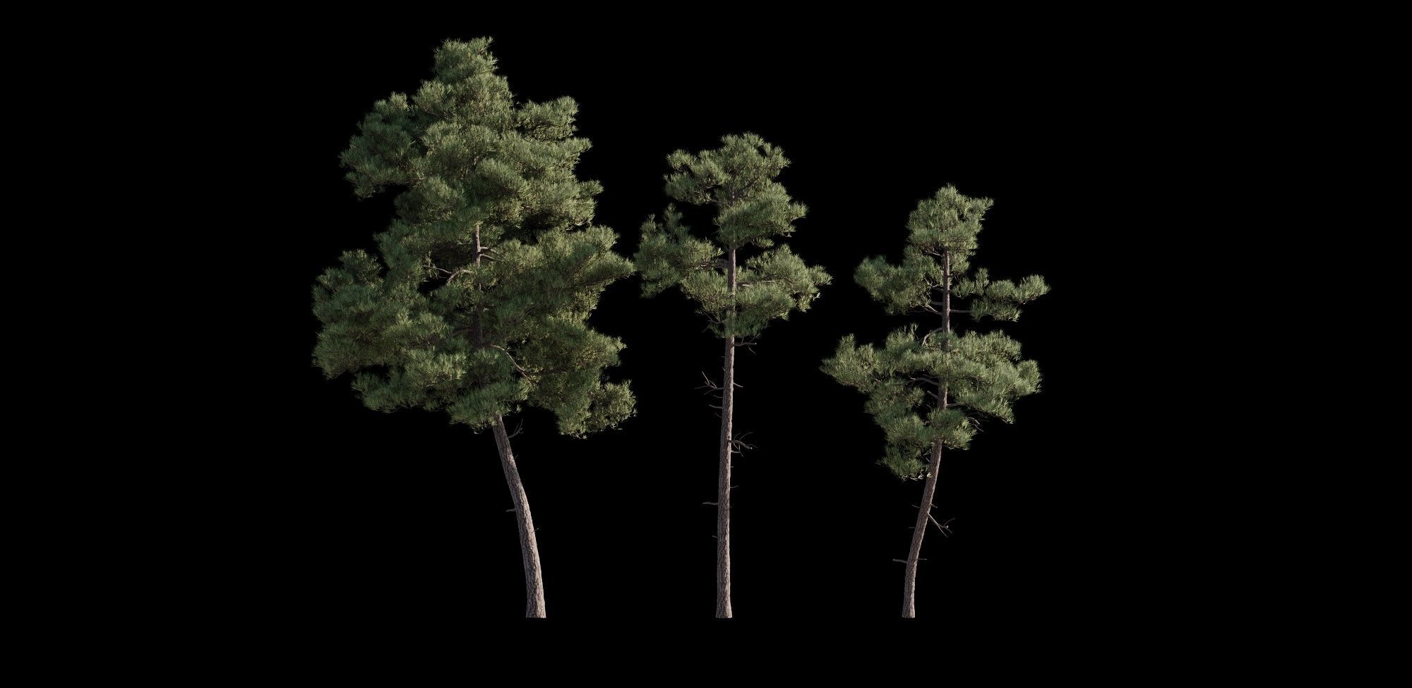 Pinus Brutia -Turkish Pines bundle - V-RAY 3D model_13