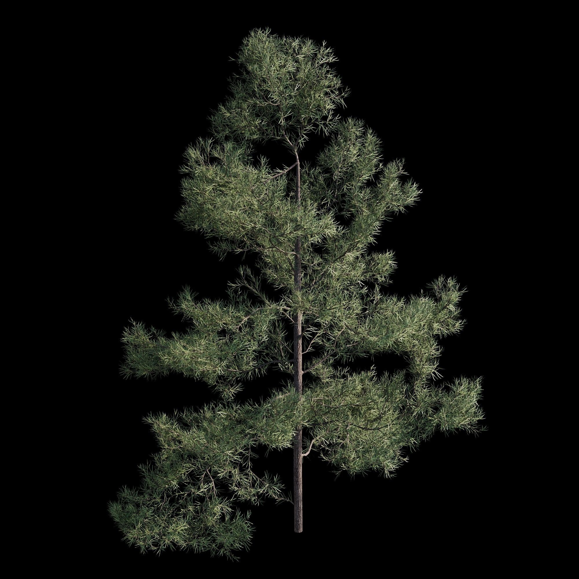 Pinus Brutia -Turkish Pines bundle - V-RAY 3D model_15