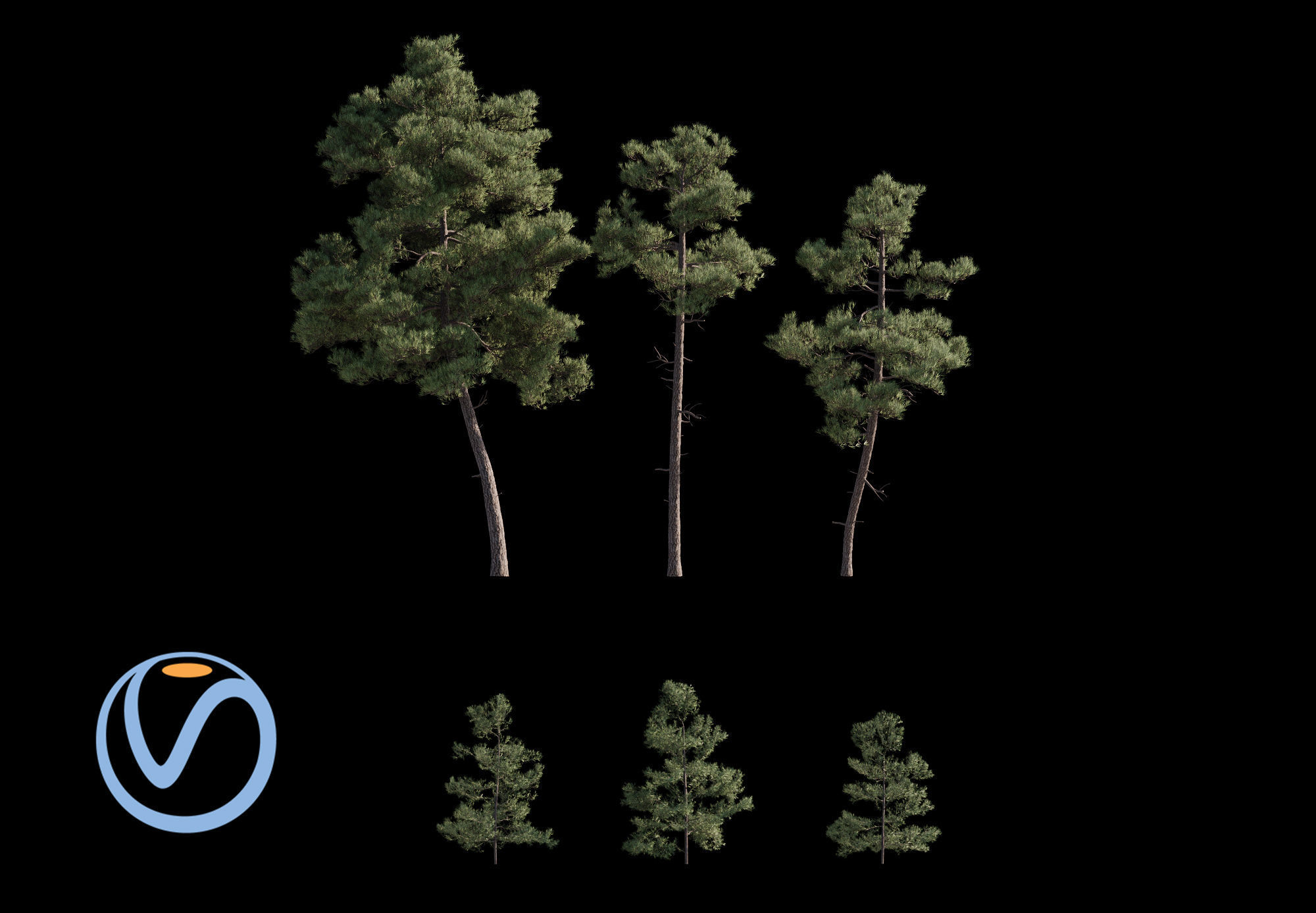 Pinus Brutia -Turkish Pines bundle - V-RAY 3D model_1