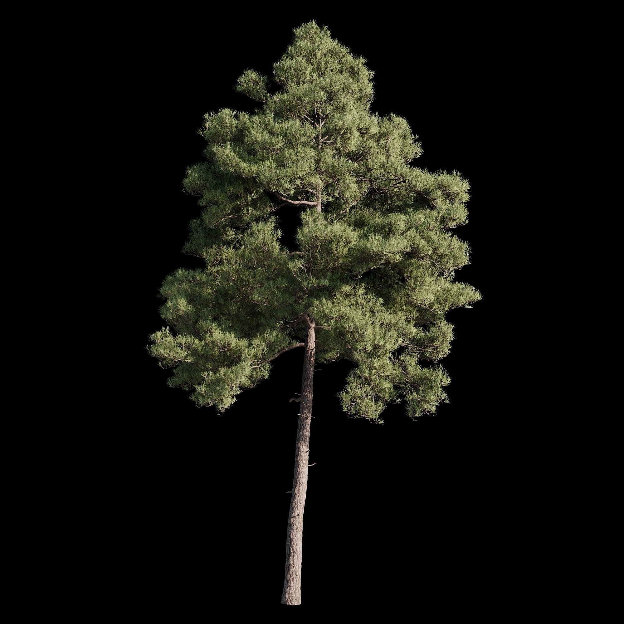 Pinus Brutia -Turkish Pines bundle - V-RAY 3D model_5