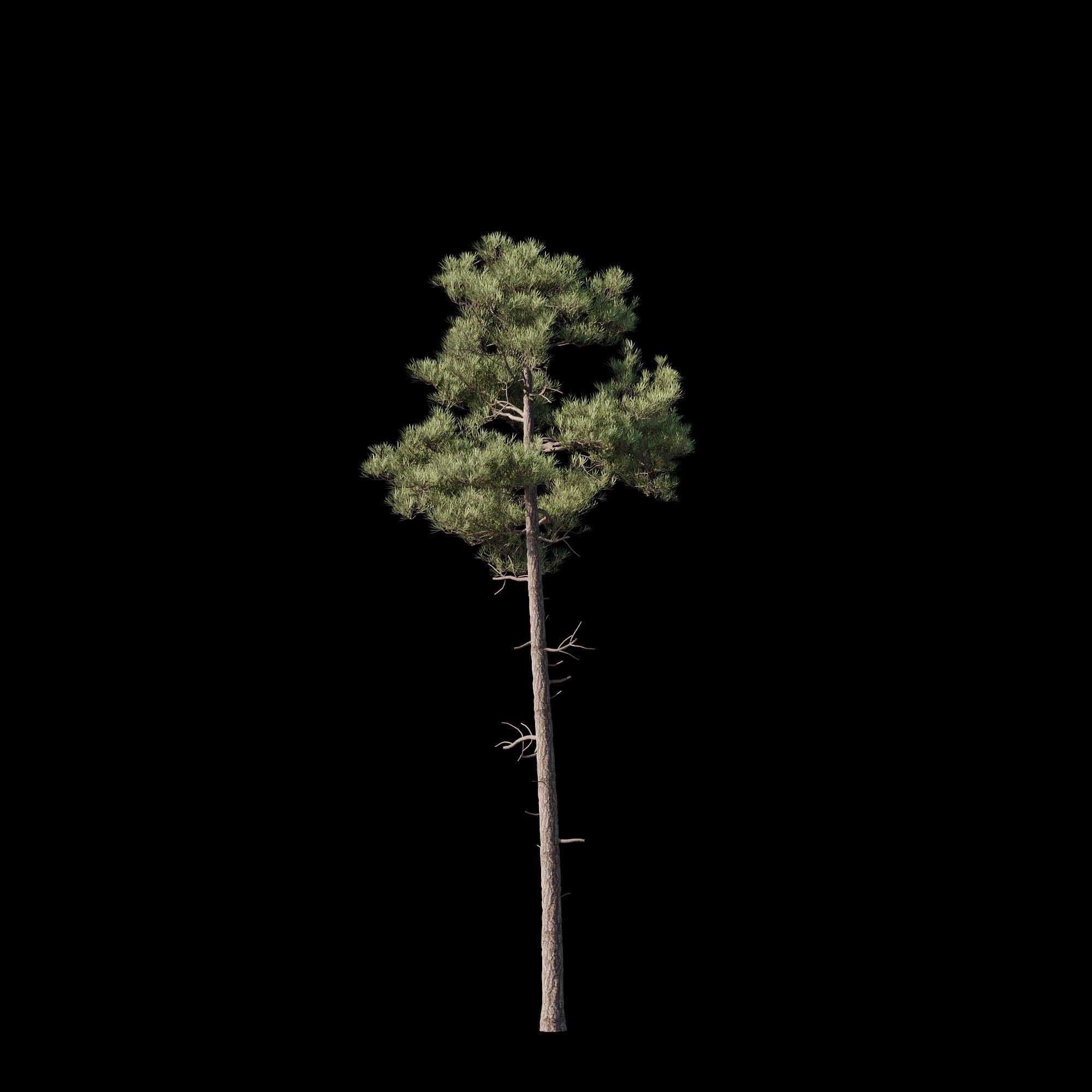 Pinus Brutia -Turkish Pines bundle - V-RAY 3D model_9
