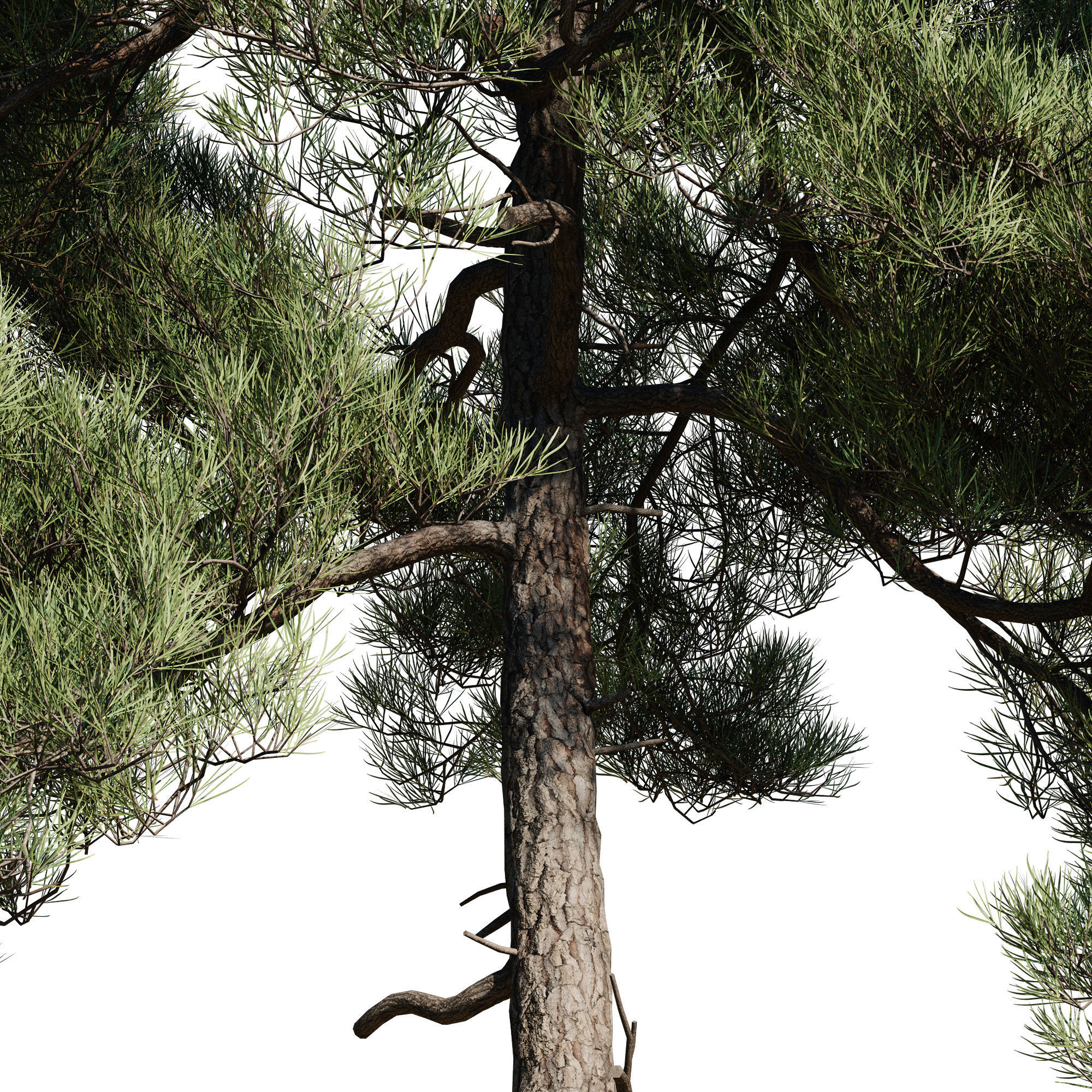 Pinus Brutia -Turkish Pines bundle - V-RAY 3D model_17
