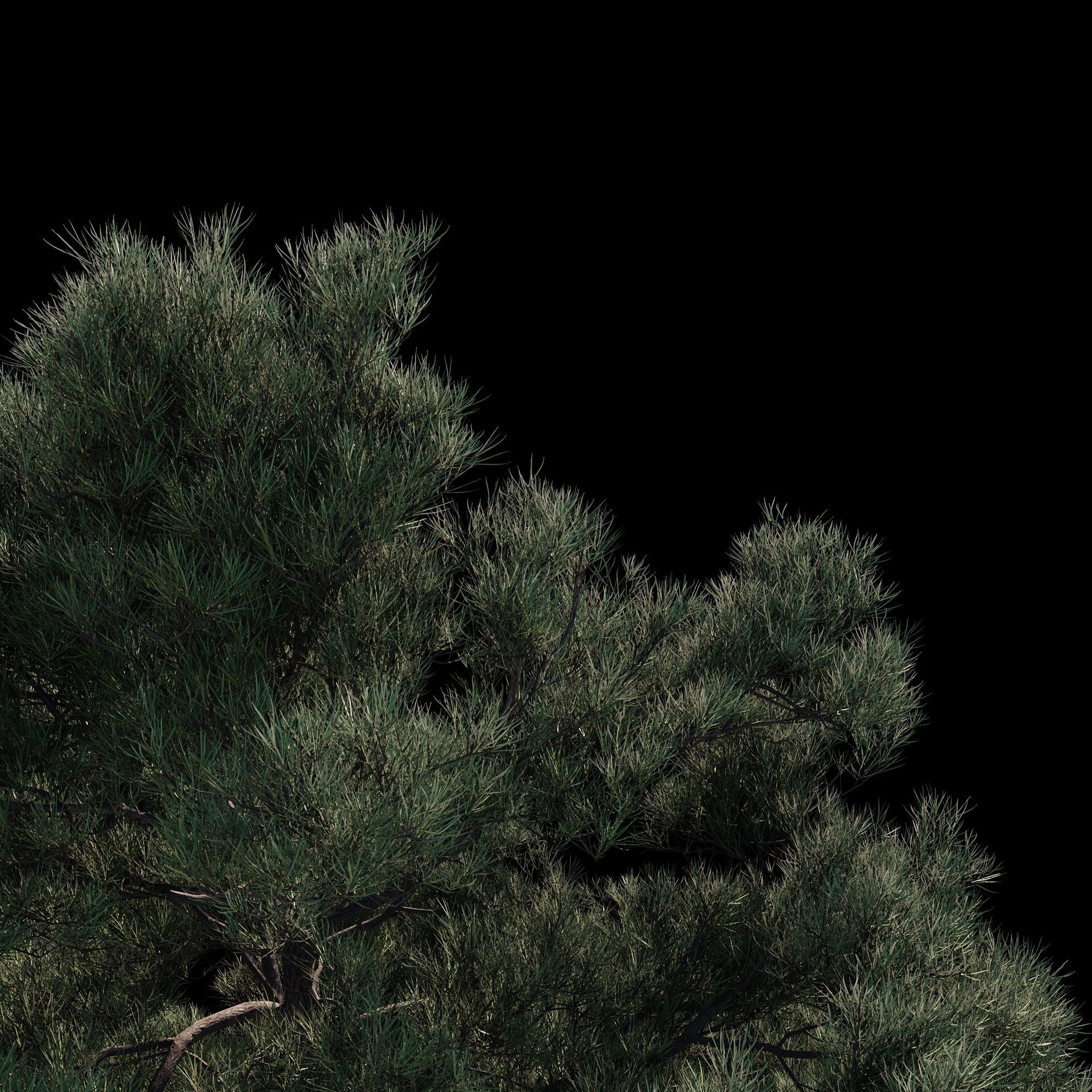 Pinus Brutia -Turkish Pines bundle - V-RAY 3D model_4