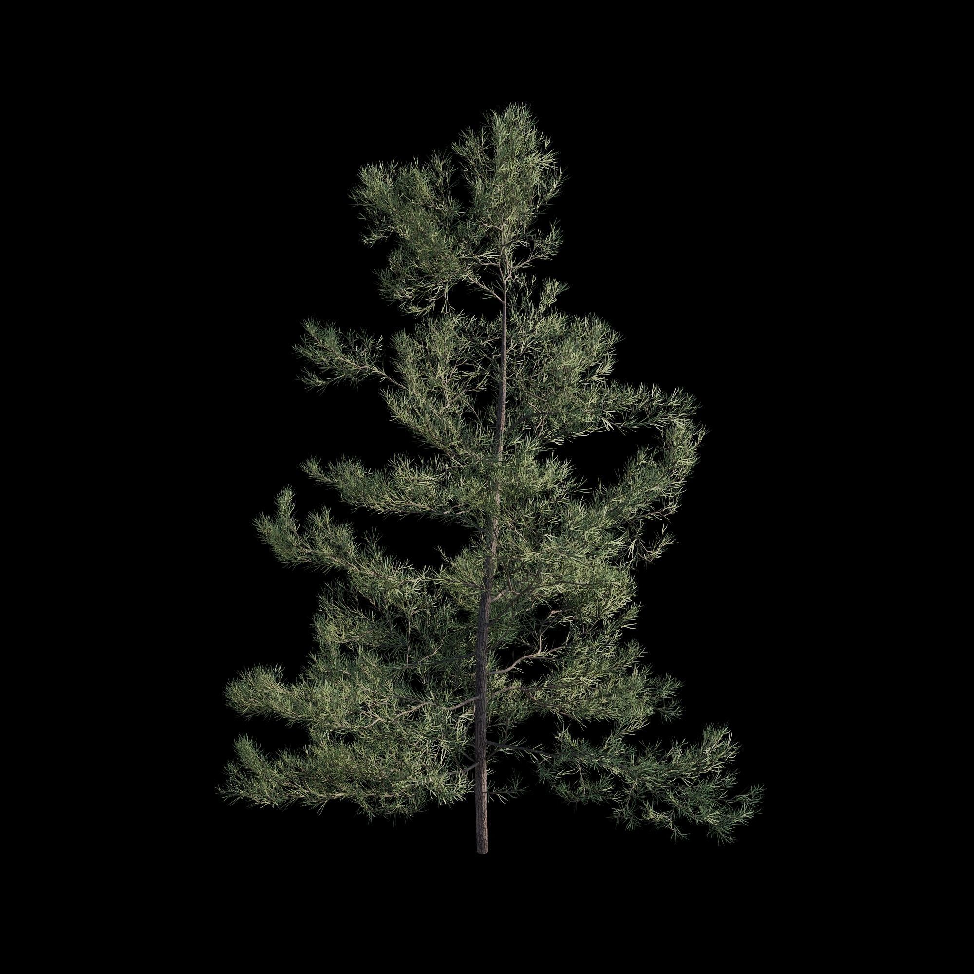 Pinus Brutia -Turkish Pines bundle - V-RAY 3D model_14