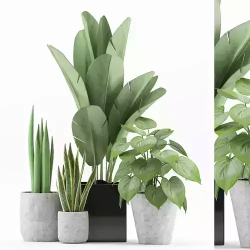 Plants 58 3D model