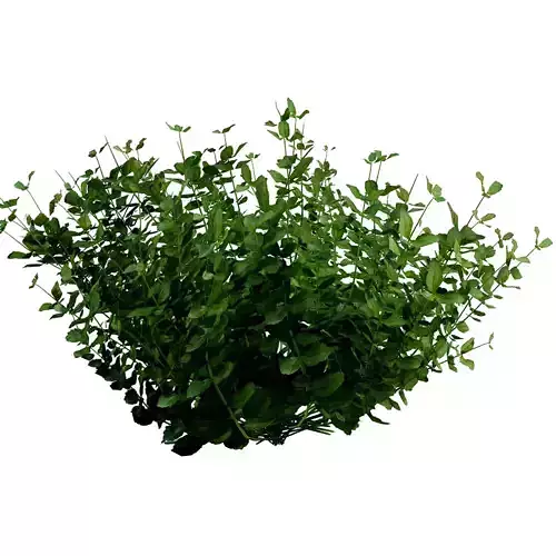 Bush Realistic eucalyptus