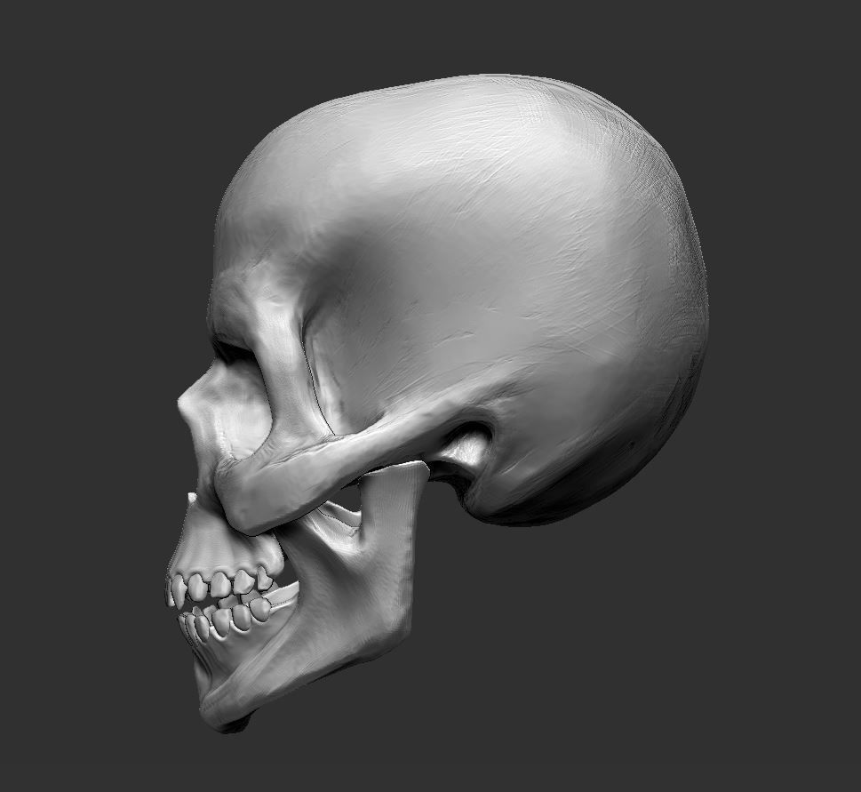 Skull human 3D model_4