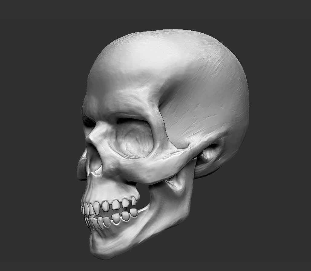 Skull human 3D model_3