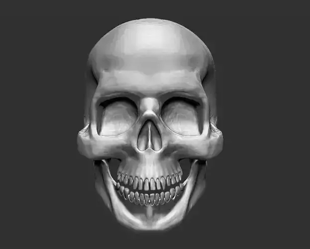 Skull human