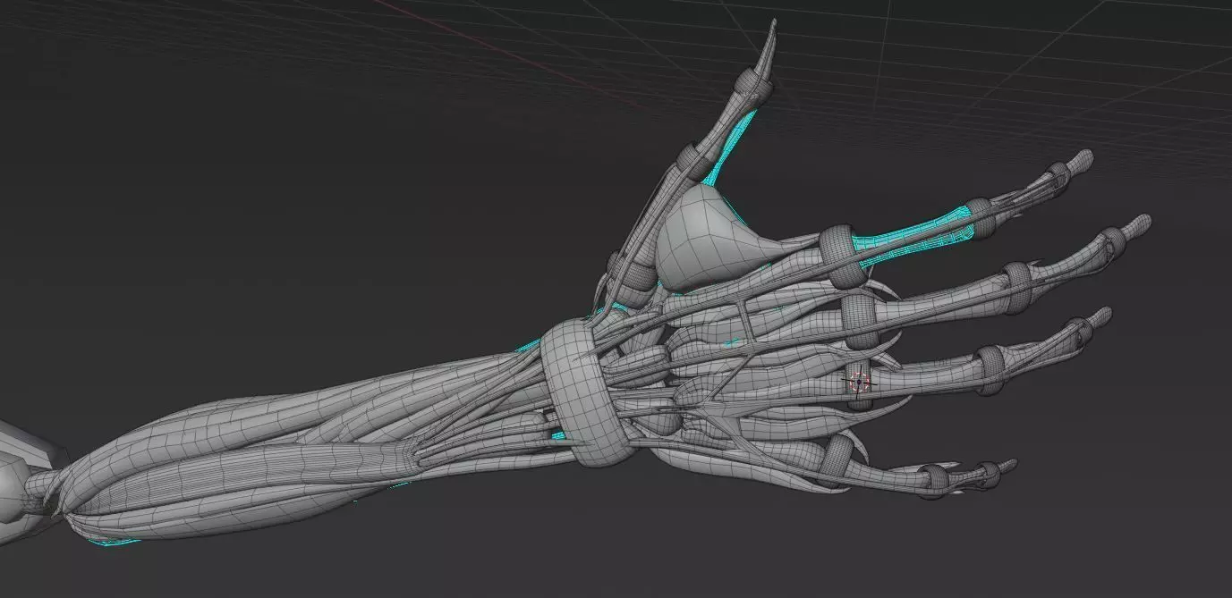 hand muscule 3D model