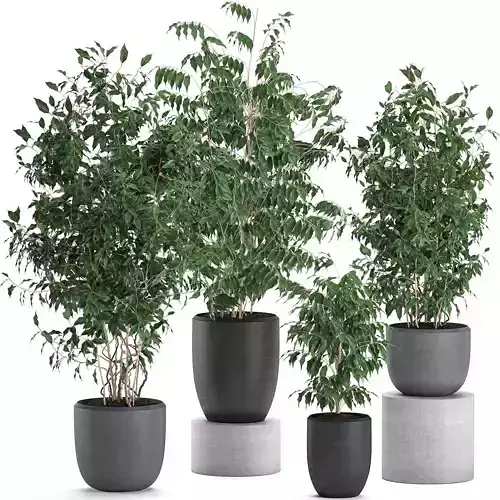 Ficus benjamina trees in a flowerpot for interior design 562 3D model