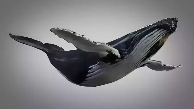 Humpback Whale 3D model