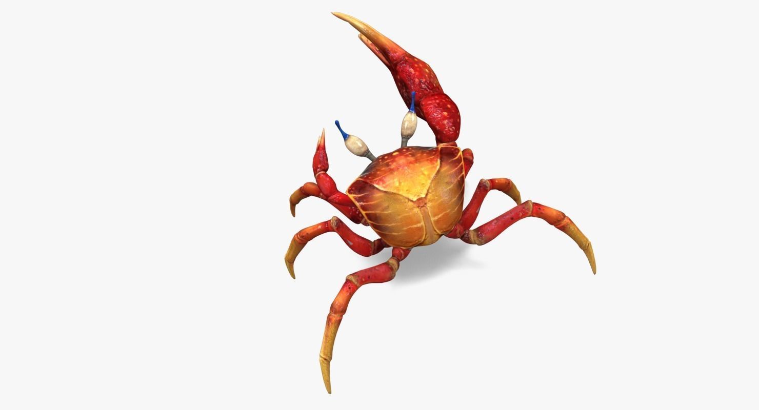 Red Crab Low-poly 3D model_2