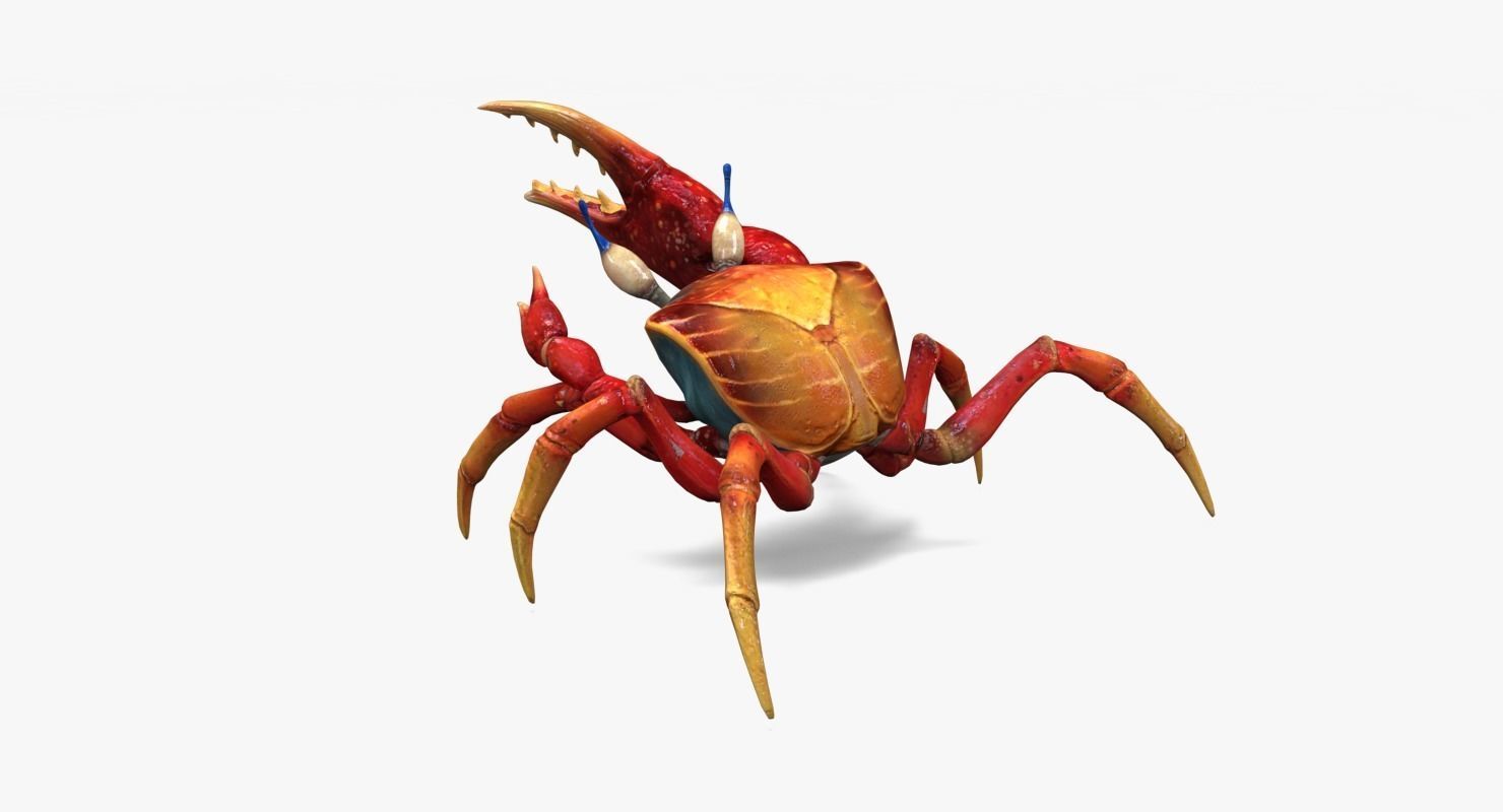 Red Crab Low-poly 3D model_6