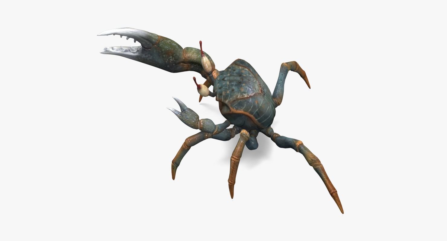 Fiddler Crab Low-poly 3D model_9