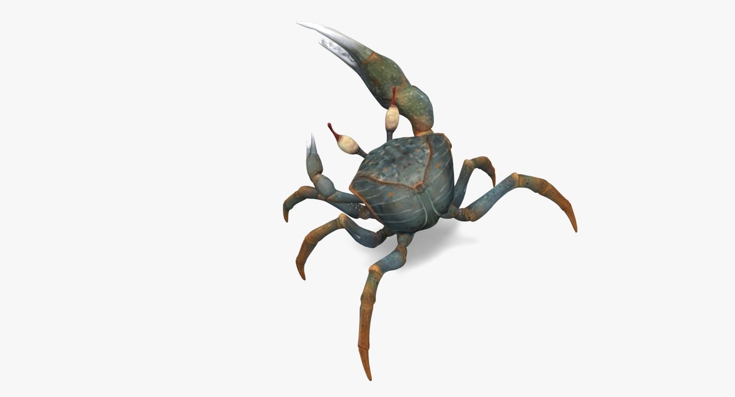 Fiddler Crab Low-poly 3D model_1