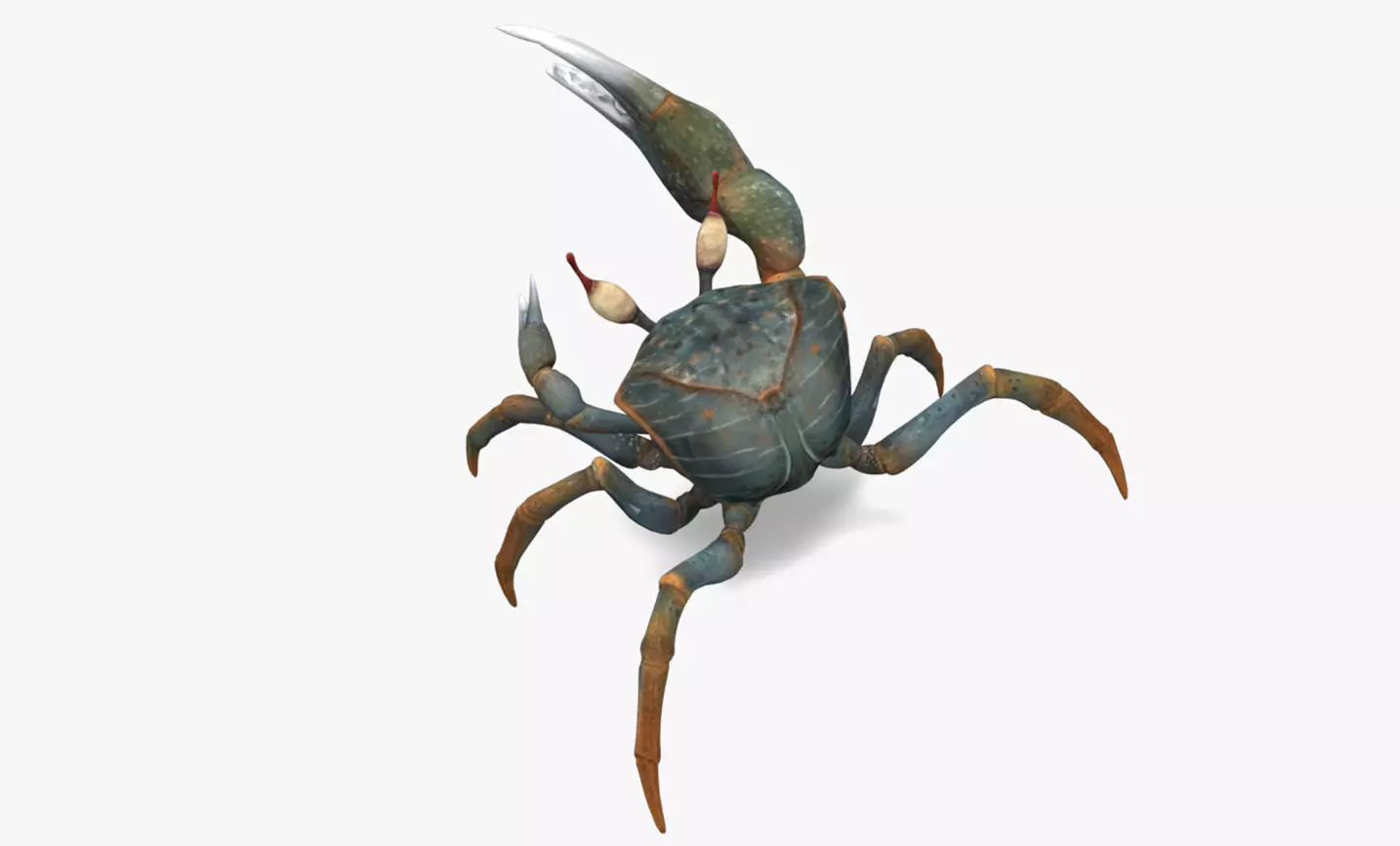 Fiddler Crab Low-poly 3D model_0