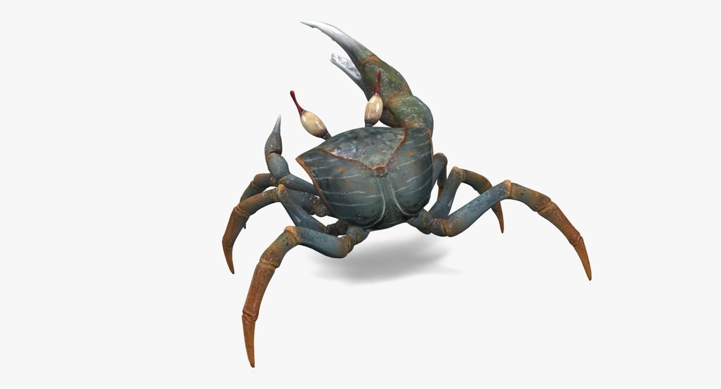 Fiddler Crab Low-poly 3D model_3