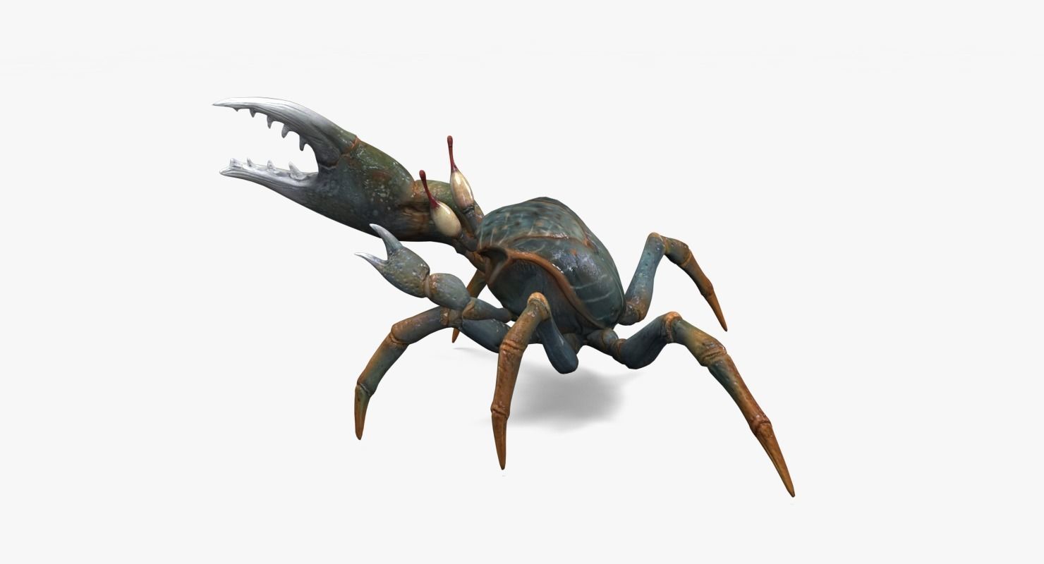 Fiddler Crab Low-poly 3D model_7