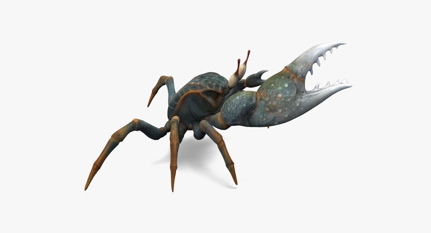 Fiddler Crab Low-poly 3D model_13