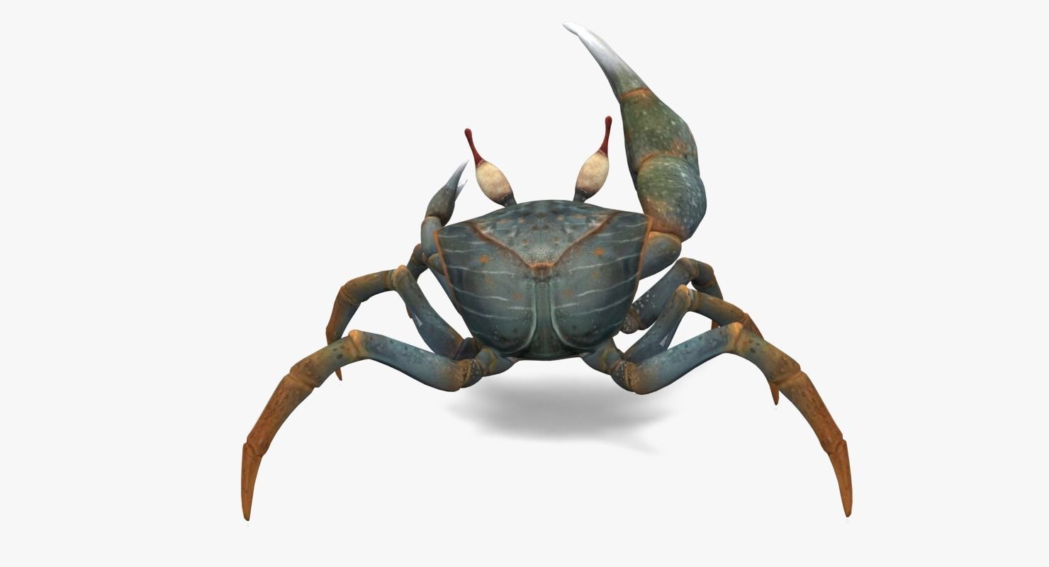 Fiddler Crab Low-poly 3D model_11