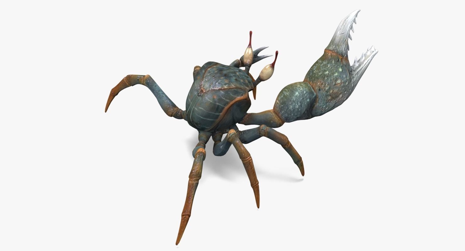 Fiddler Crab Low-poly 3D model_10