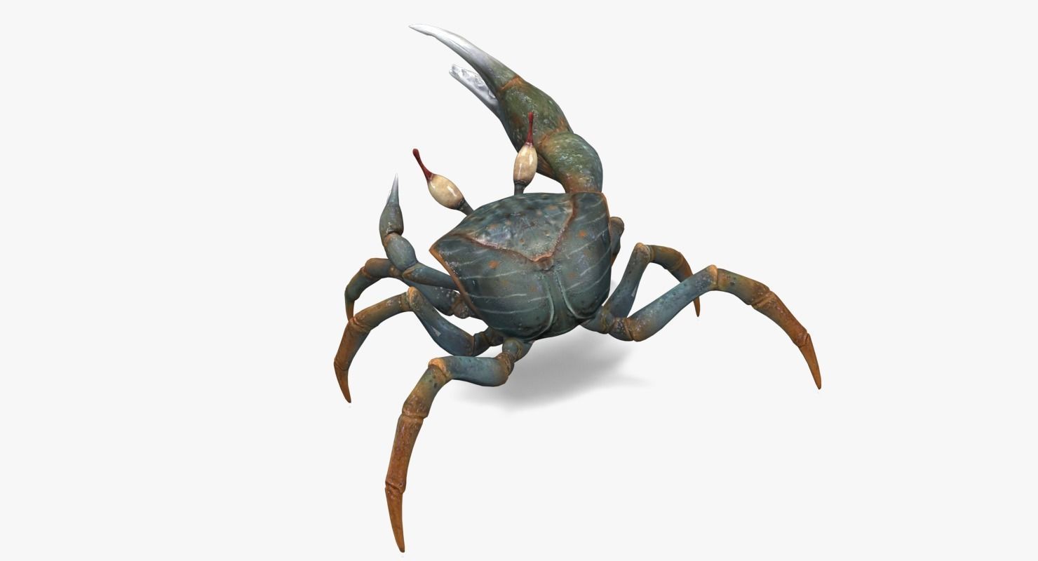 Fiddler Crab Low-poly 3D model_6
