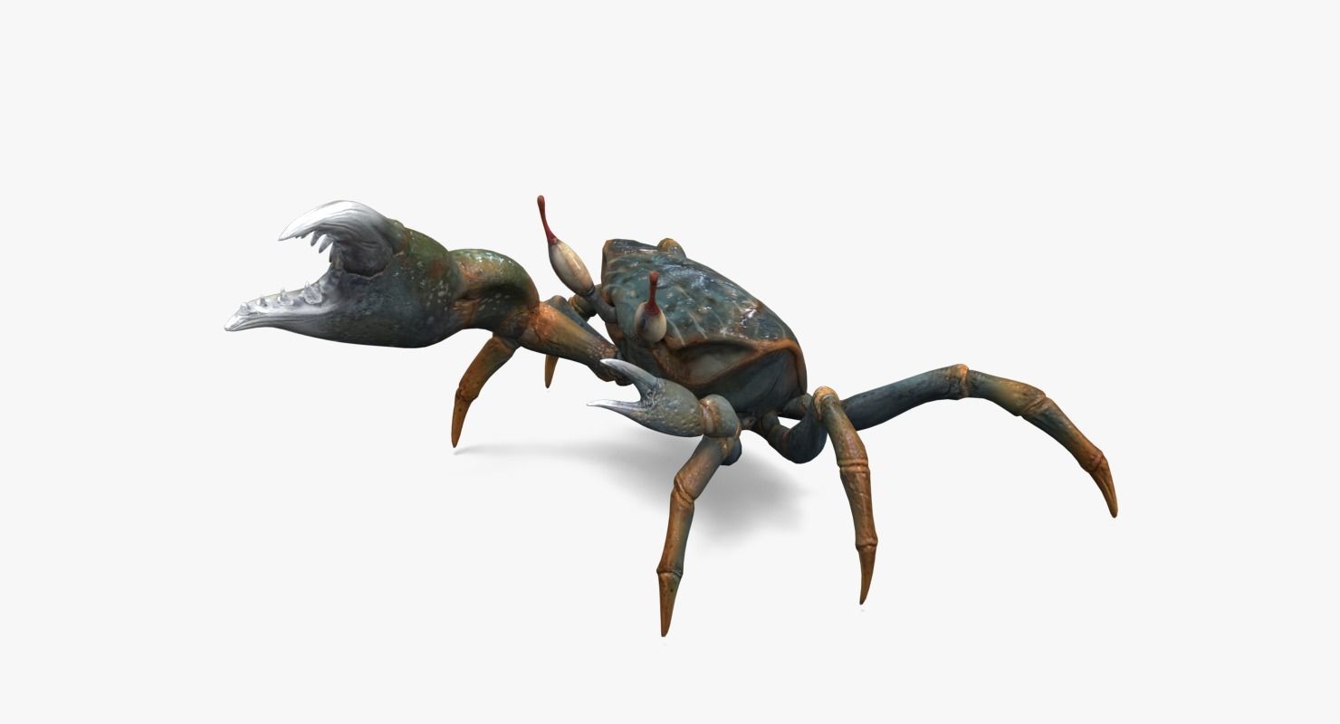 Fiddler Crab Low-poly 3D model_8