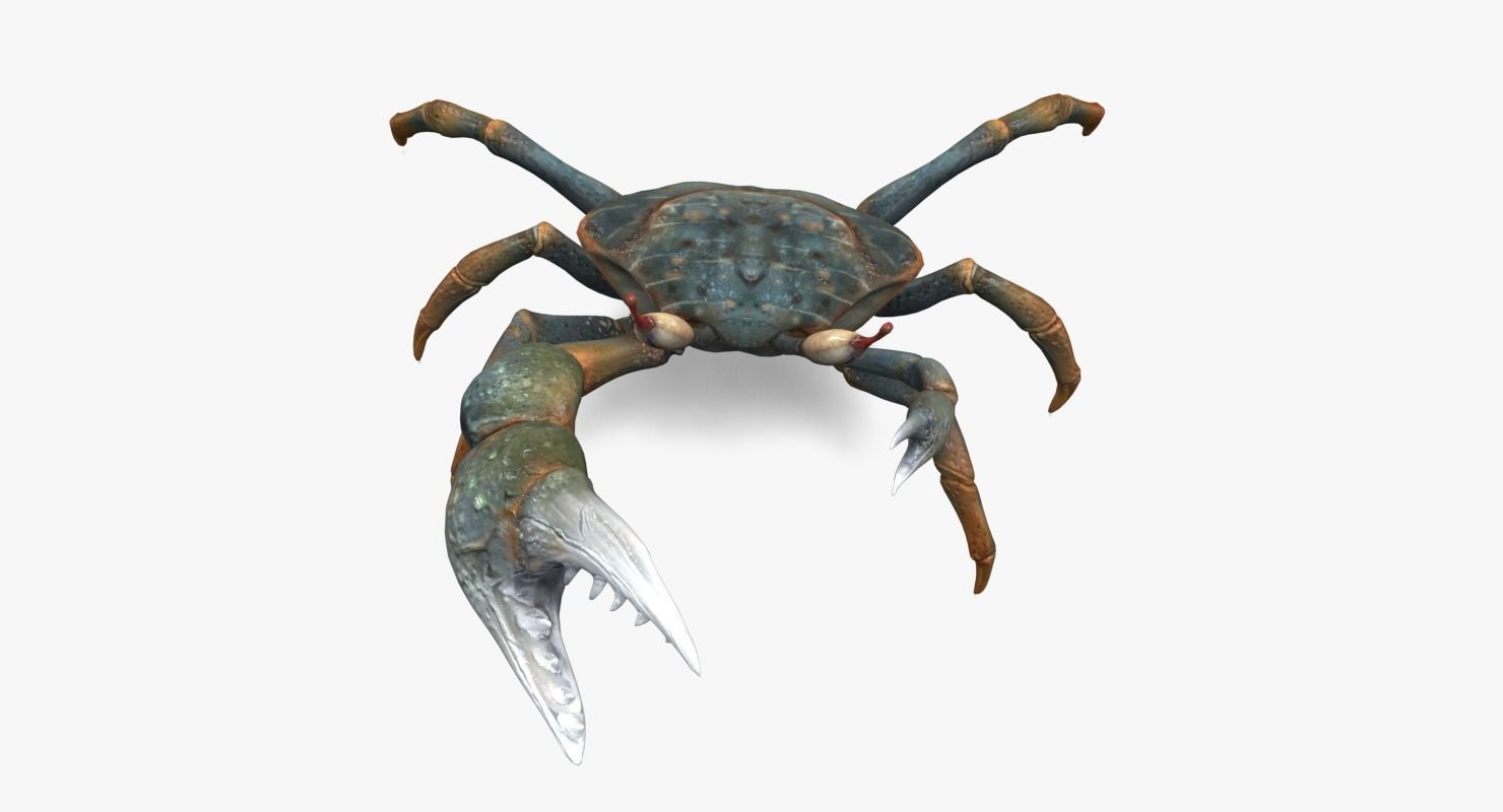 Fiddler Crab Low-poly 3D model_12