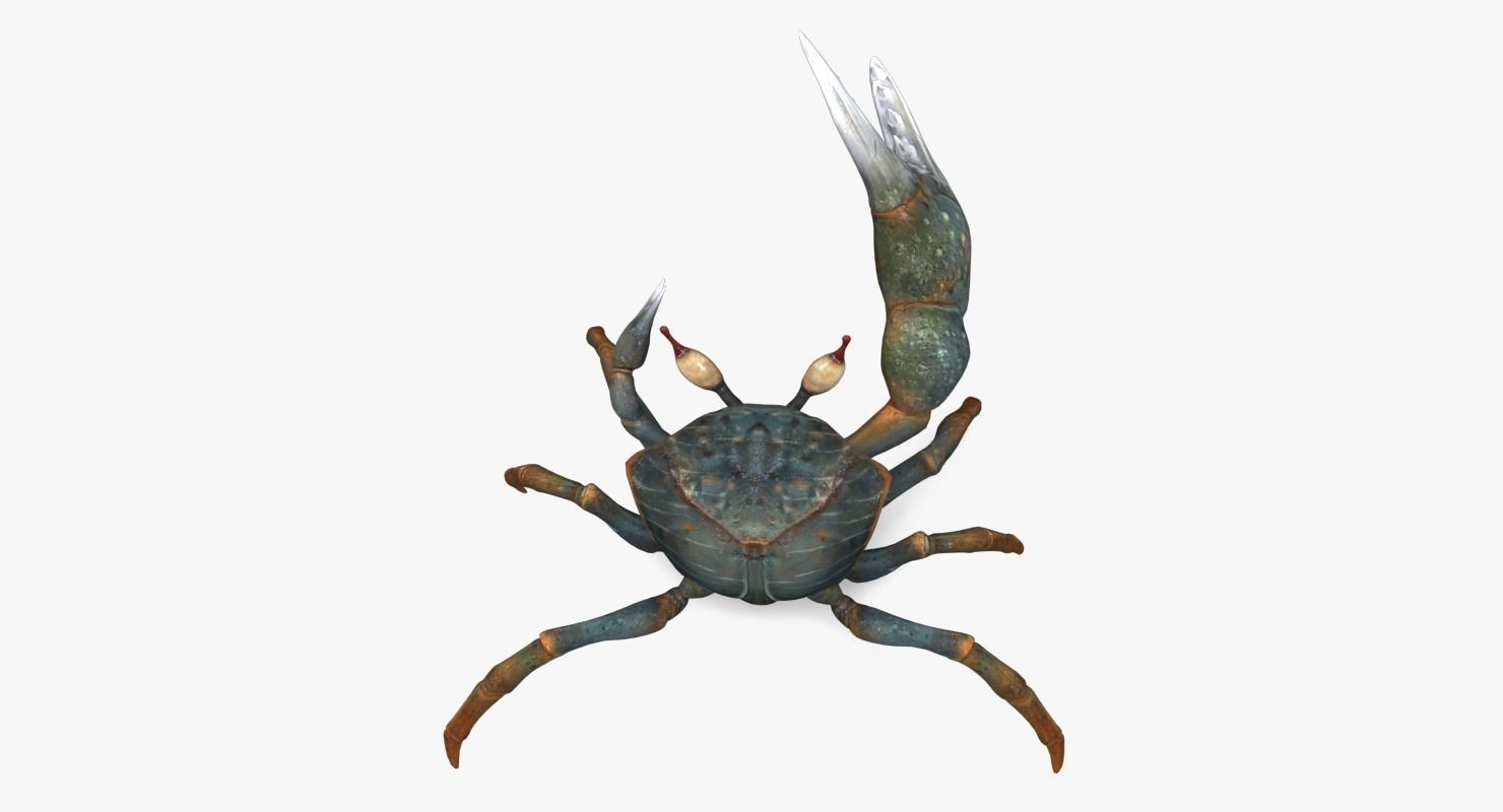 Fiddler Crab Low-poly 3D model_5