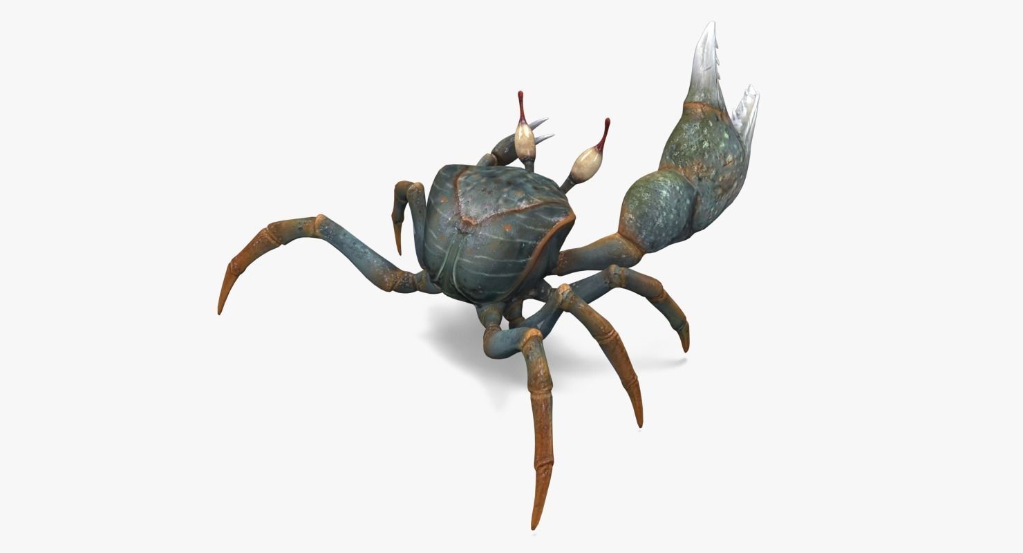 Fiddler Crab Low-poly 3D model_2