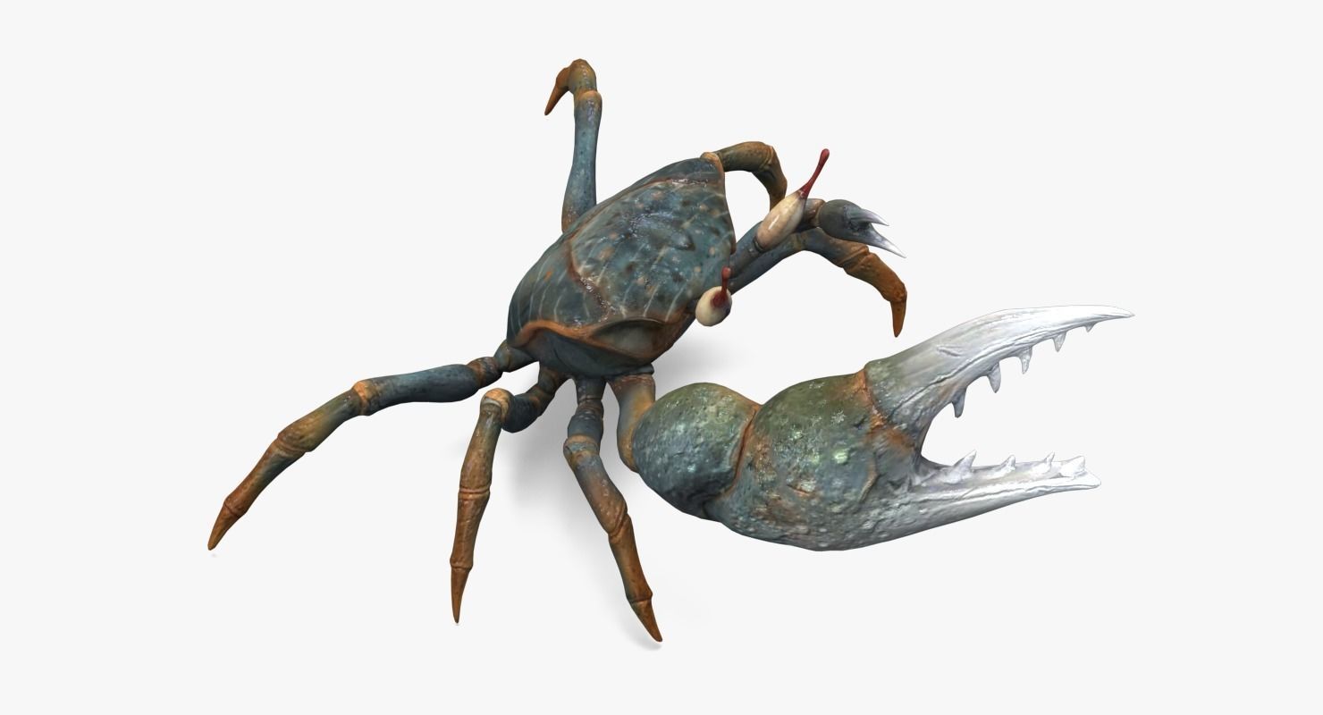 Fiddler Crab Low-poly 3D model_4