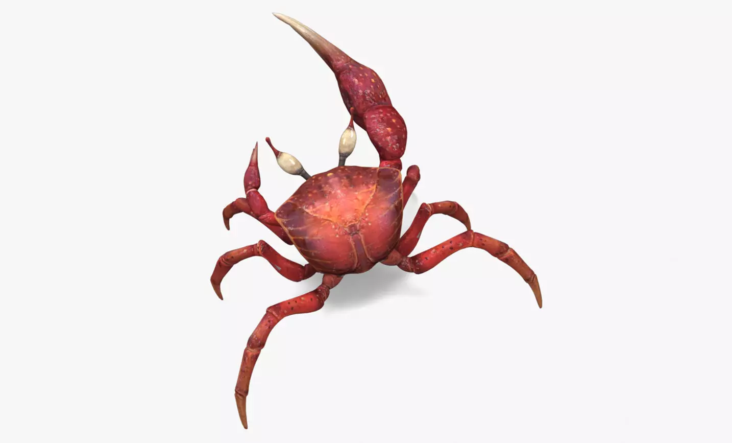 Fiddler Crab Low-poly 3D model_0