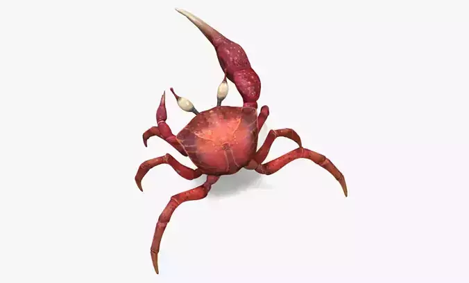 Fiddler Crab