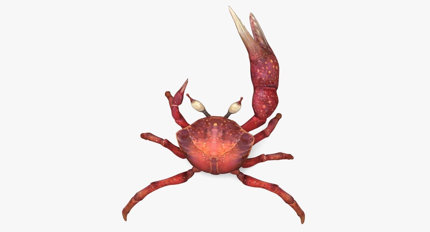 Fiddler Crab Low-poly 3D model_6