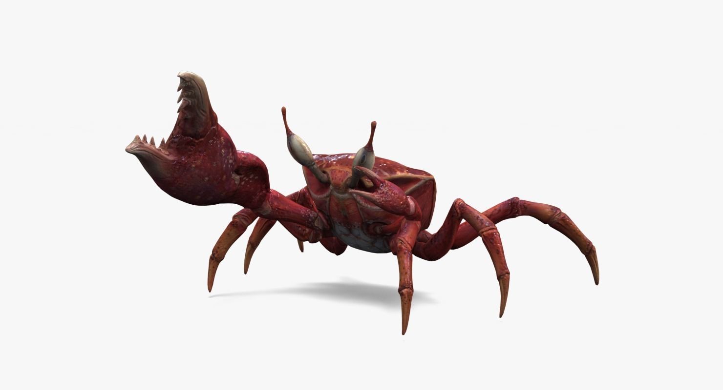 Fiddler Crab Low-poly 3D model_10