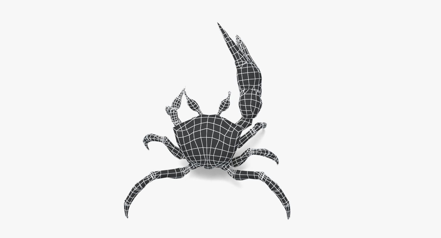 Fiddler Crab Low-poly 3D model_15