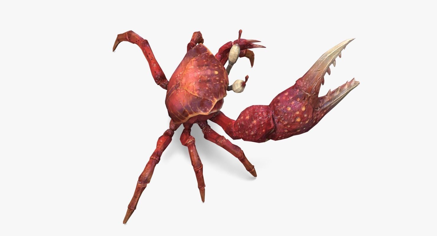 Fiddler Crab Low-poly 3D model_2