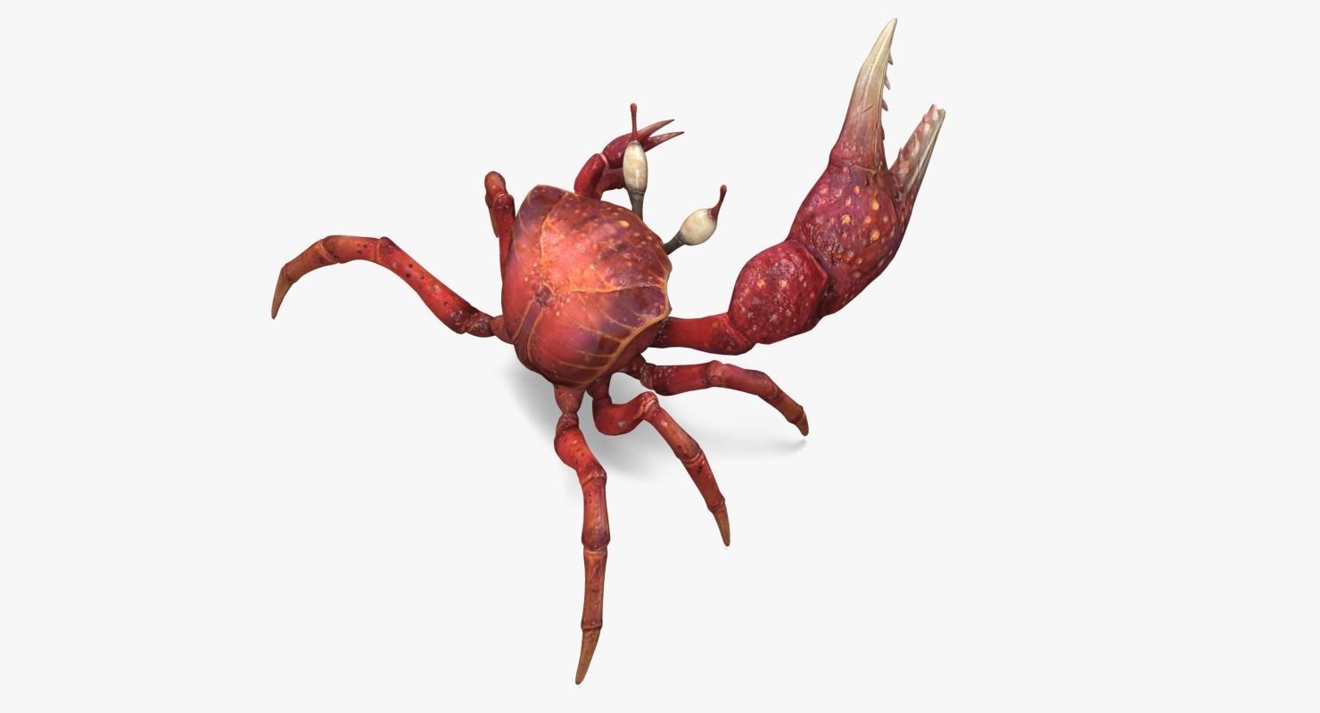 Fiddler Crab Low-poly 3D model_12