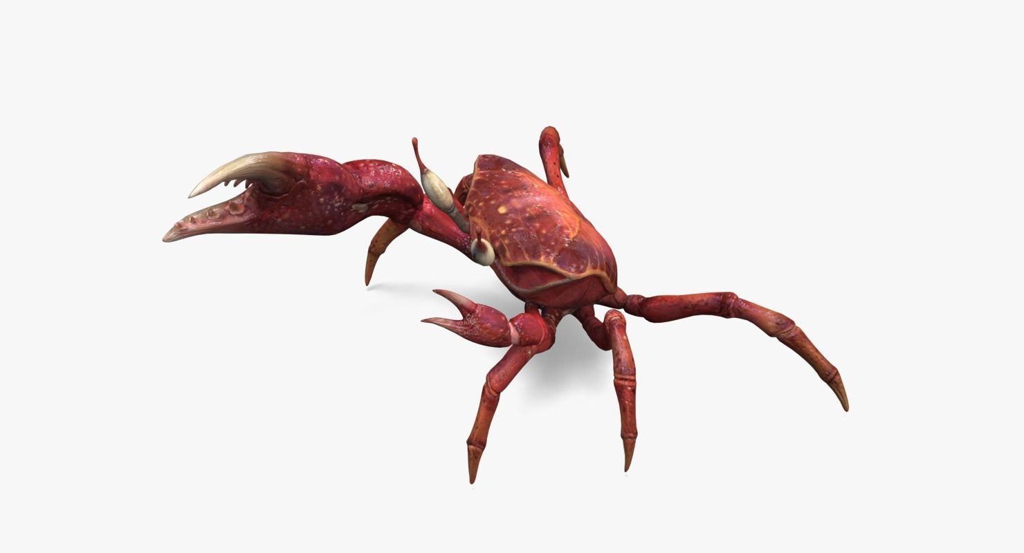 Fiddler Crab Low-poly 3D model_4