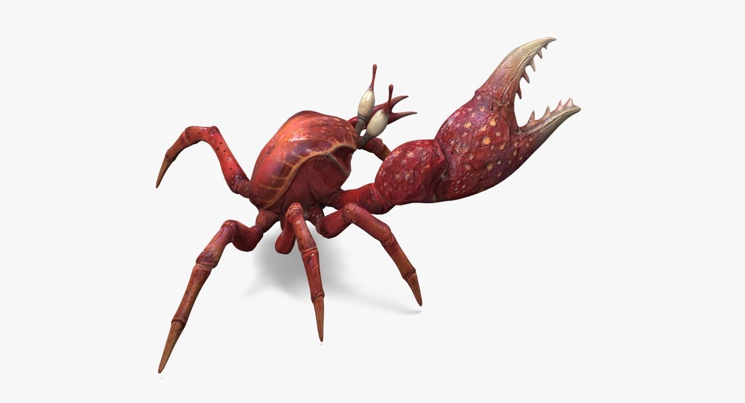 Fiddler Crab Low-poly 3D model_5