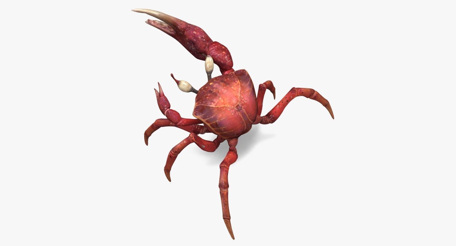 Fiddler Crab Low-poly 3D model_8