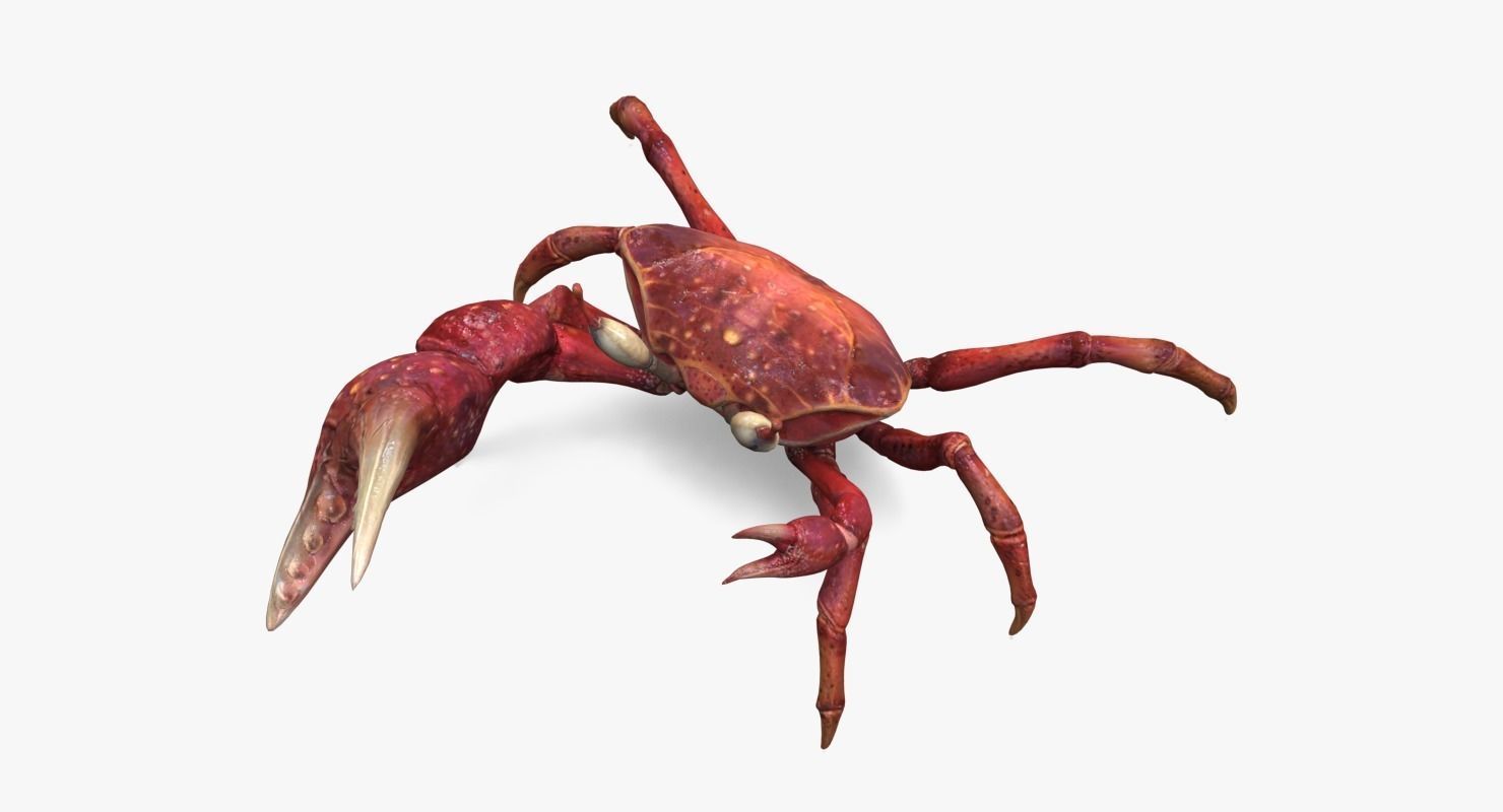 Fiddler Crab Low-poly 3D model_7