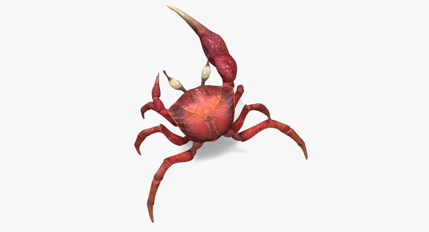 Fiddler Crab Low-poly 3D model_3