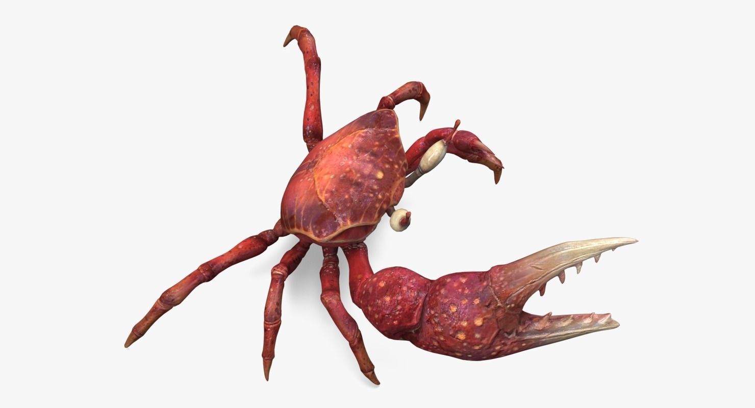 Fiddler Crab Low-poly 3D model_11