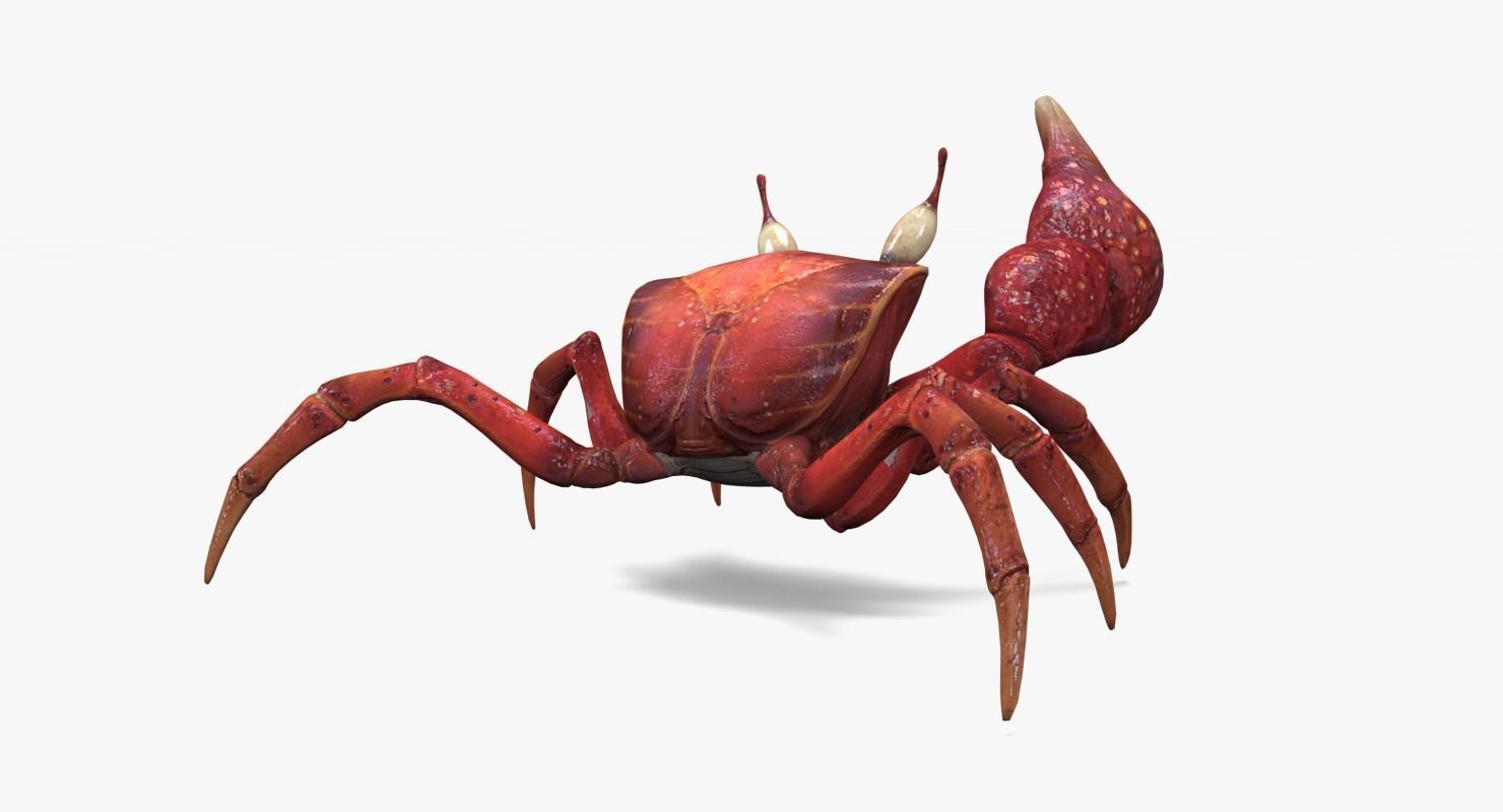 Fiddler Crab Low-poly 3D model_9