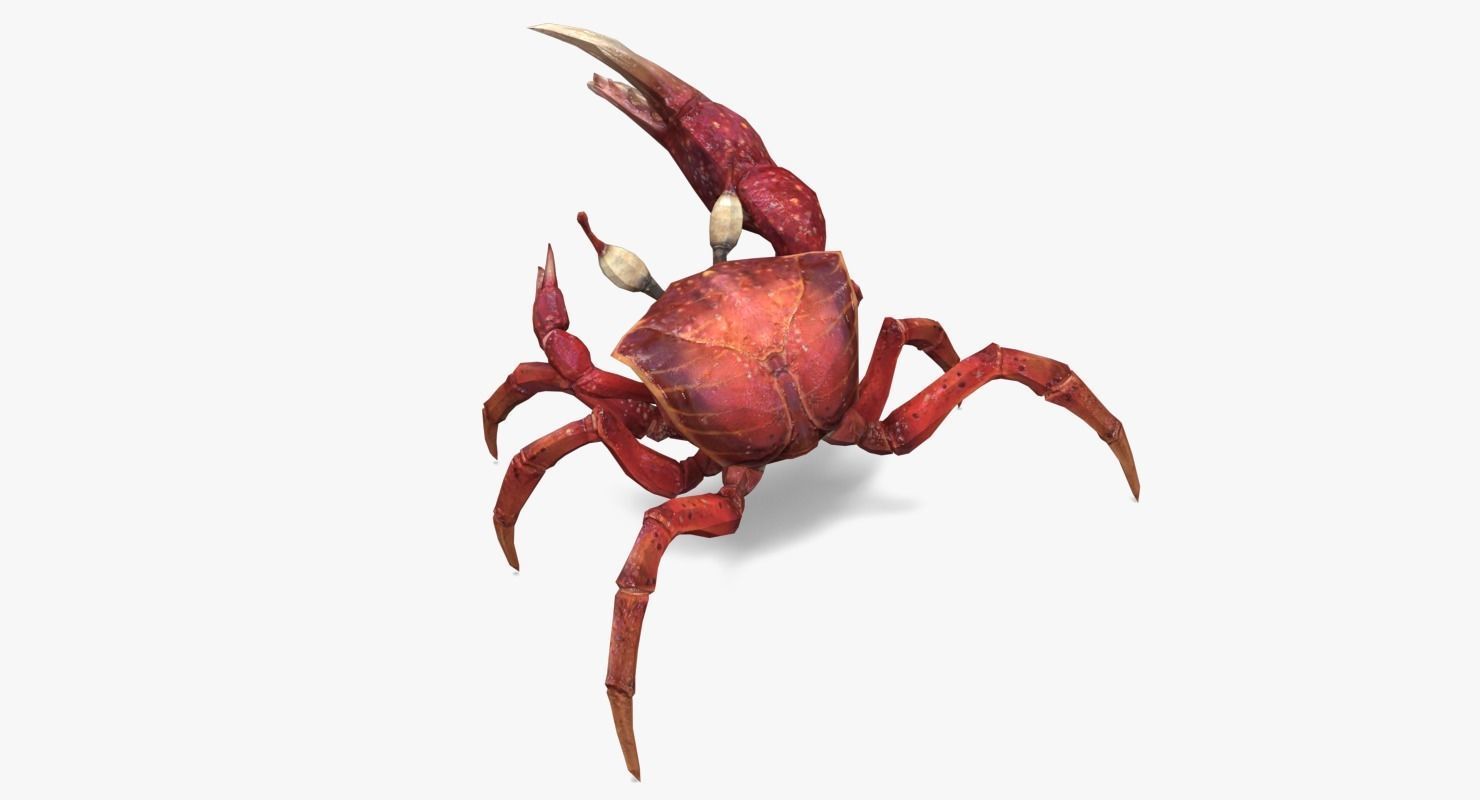 Fiddler Crab Low-poly 3D model_1